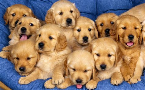 A puppy - The cost of owning a dog throughout its lifetime can put pet owners out of thousands of dollars. By clicking 